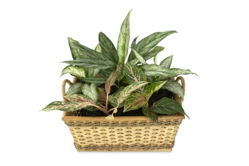 Plante care cresc cu lumina putina