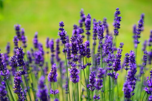 Lavanda, planta anului 2016