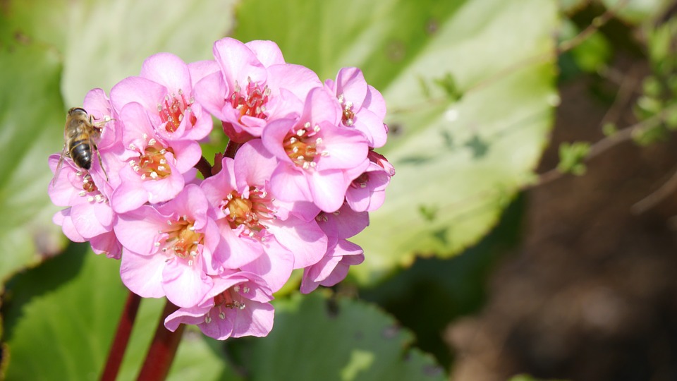 Bergenia, o alegere ideala pentru gradini urbane