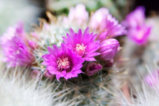 7 lucruri despre cactusi pe care nu le stiai