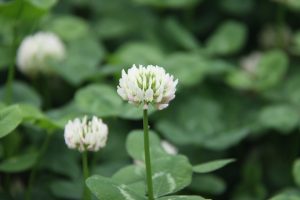 clover-560831_960_720