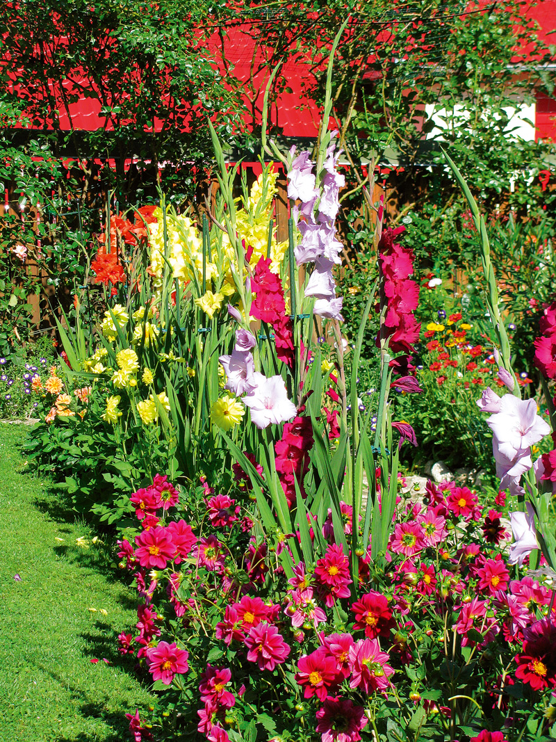 dalii pitice si gladiole in gradina