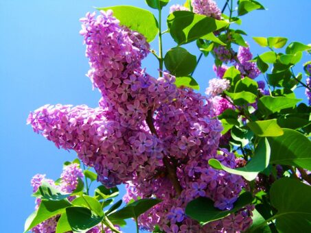 12 lucruri pe care nu le stiai despre liliac