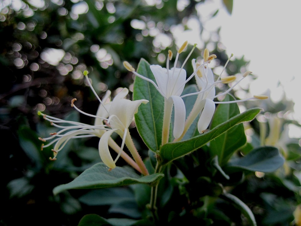 Caprifoiul sau Mana Maicii Domnului, planta cu parfum magic