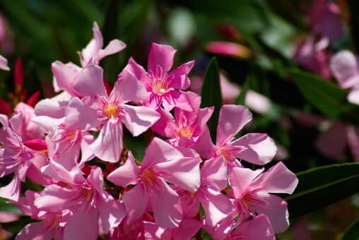 Plante otravitoare in casa si in gradina