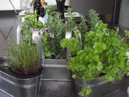 Gradina cu ierburi aromatice