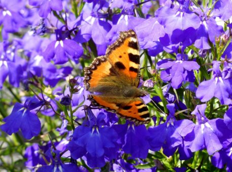 Lobelia, cea mai frumoasa floare albastra