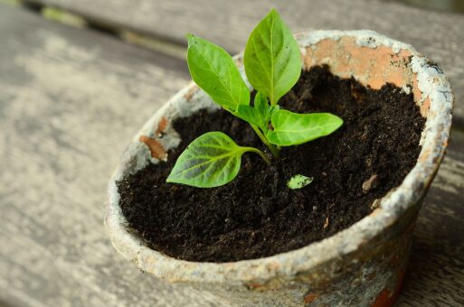 Flori care se planteaza in aprilie