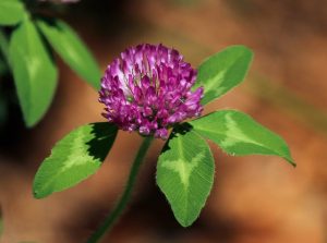 red-clover-flower-113867_960_720