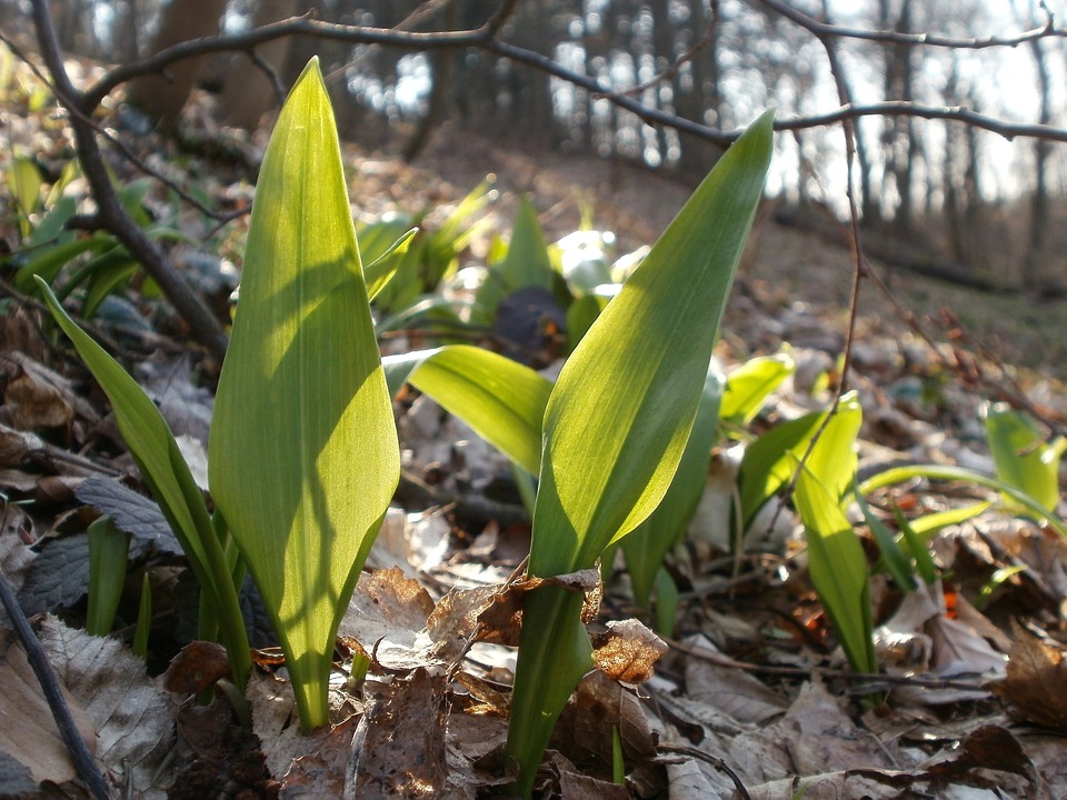 Leurda, minunea primaverii