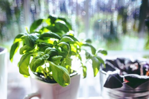 Ai probleme cu ierburile aromatice din gradina? Afla cele mai probabile cauze