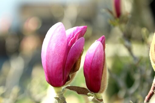 Secretul petalelor de magnolie