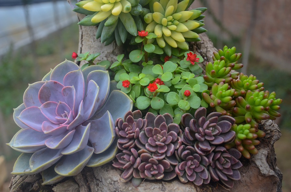 Cum cresti plante suculente in casa
