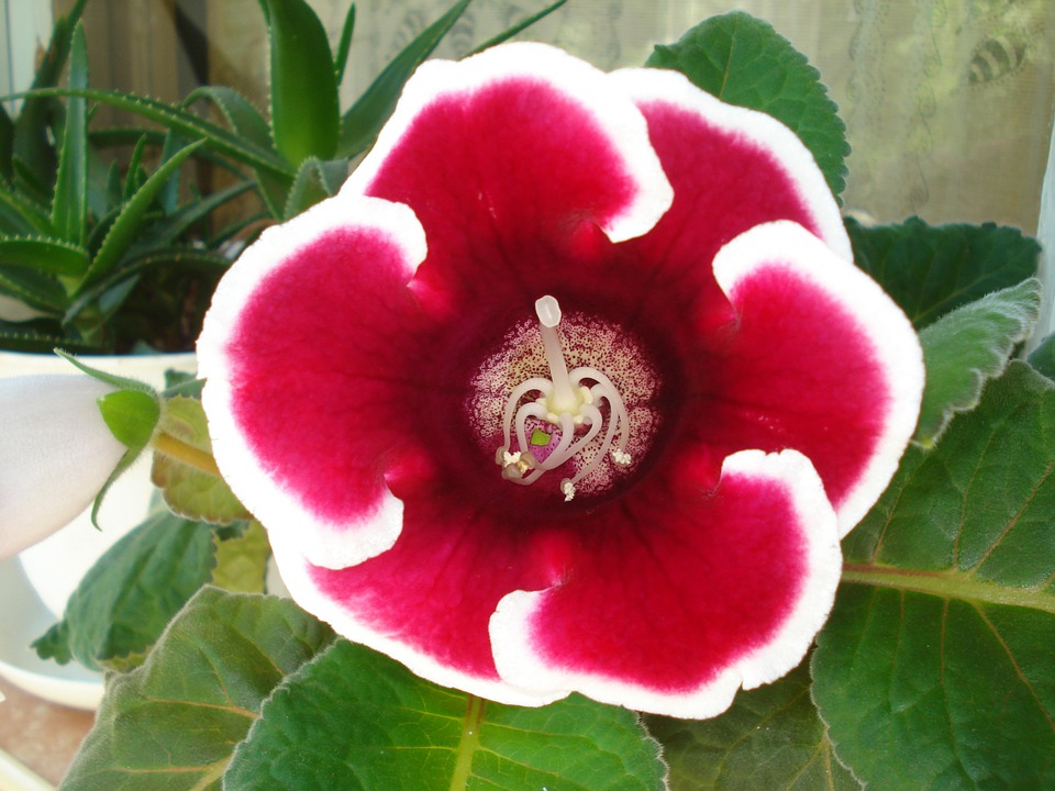 Gloxinia, planta care renaste in fiecare an