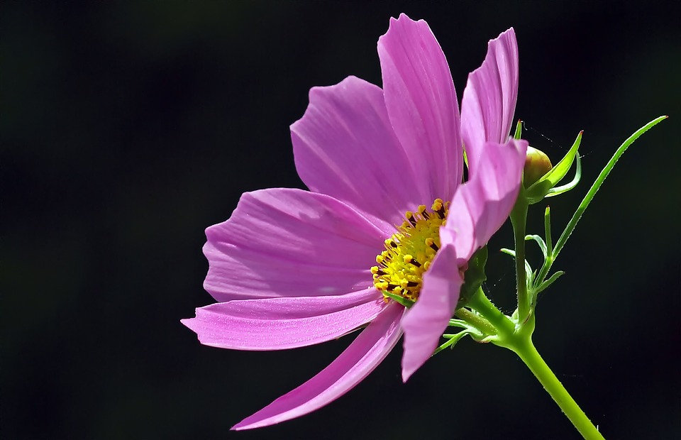 Cosmea, floarea fluturas