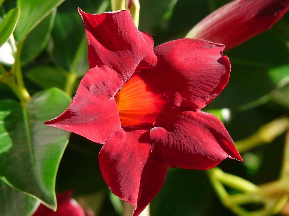 Mandevilla, o cataratoare spectaculoasa, plina de flori
