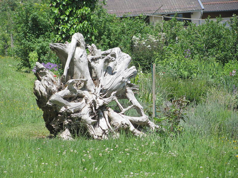 elemente decorative radacina de arbore