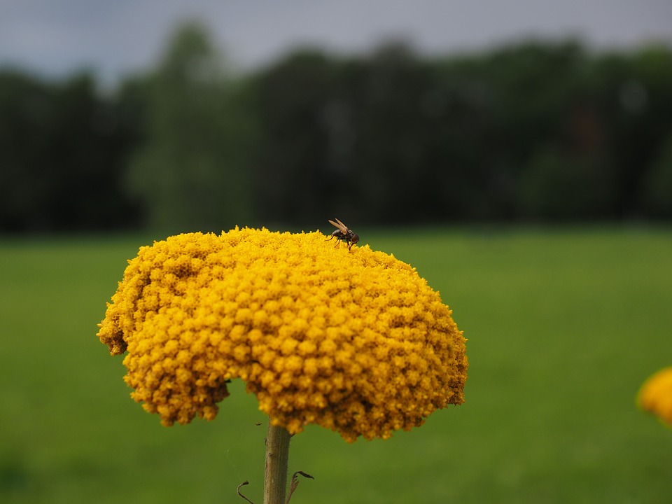 Coada şoricelului, planta medicinala si planta decorativă