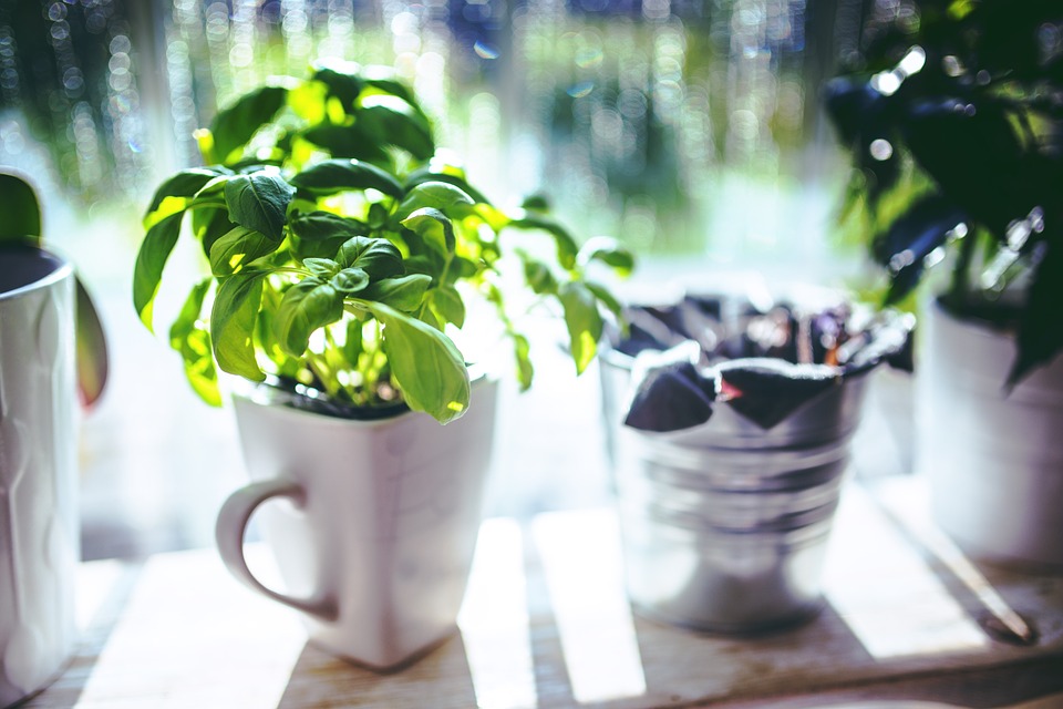 Plante care tin departe mustele si tantarii