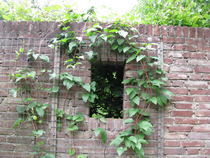 zid din caramida cu plante cataratoare
