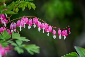 dicentra spectabilis