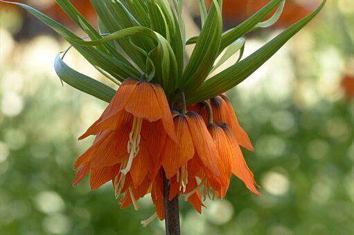 Fritillaria sau coroana imperiala, o floare fantastica