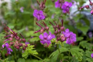 geranium macrorrhizum flori umbra