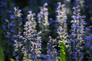 ajuga