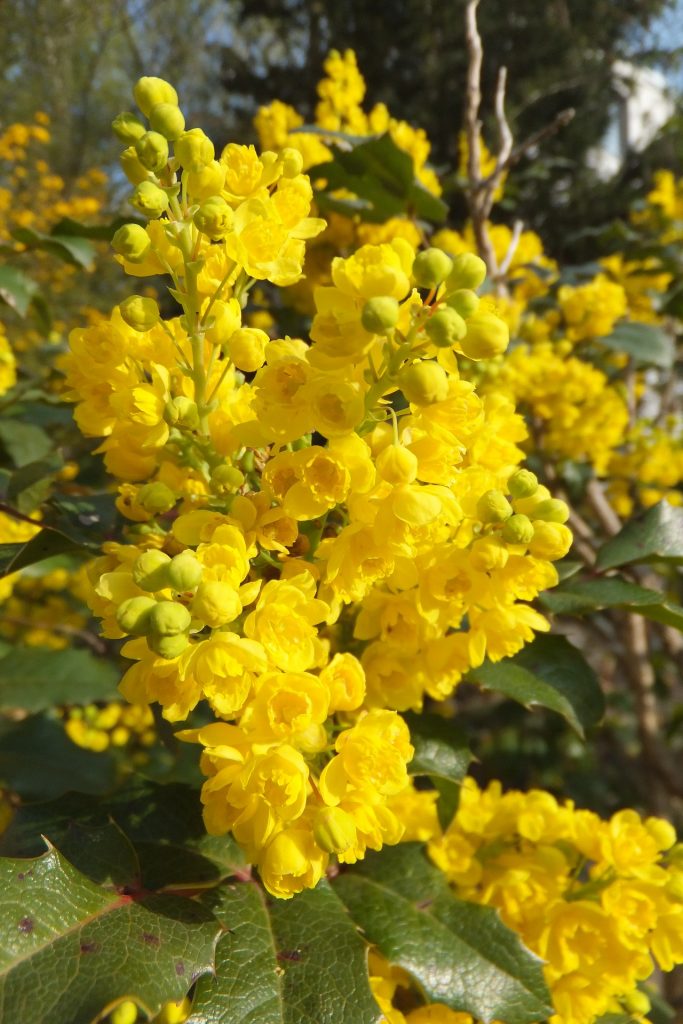 mahonia