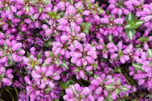 lamium