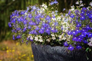 lobelia