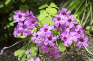 oxalis