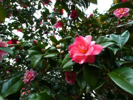 Camellia Japonica, un arbust elegant in orice gradina