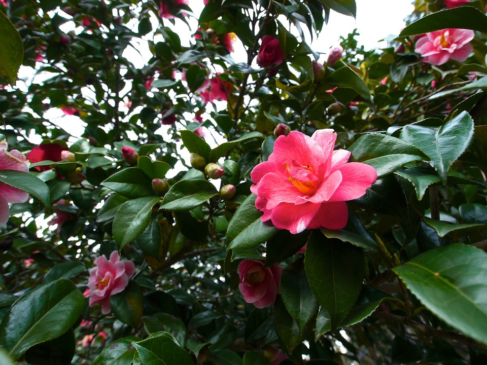 Camellia Japonica Un Arbust Elegant In Orice Gradina