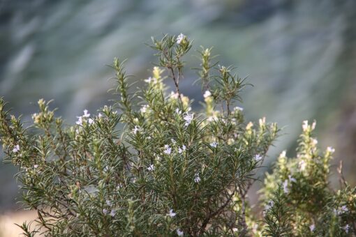 Lucruri importante pe care trebuie sa le stii despre plantele aromatice