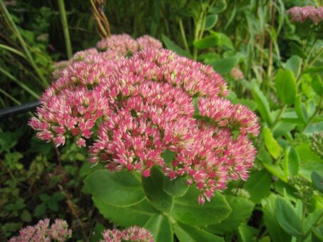 Sedum, o planta rustica ideala pentru gradina de la tara