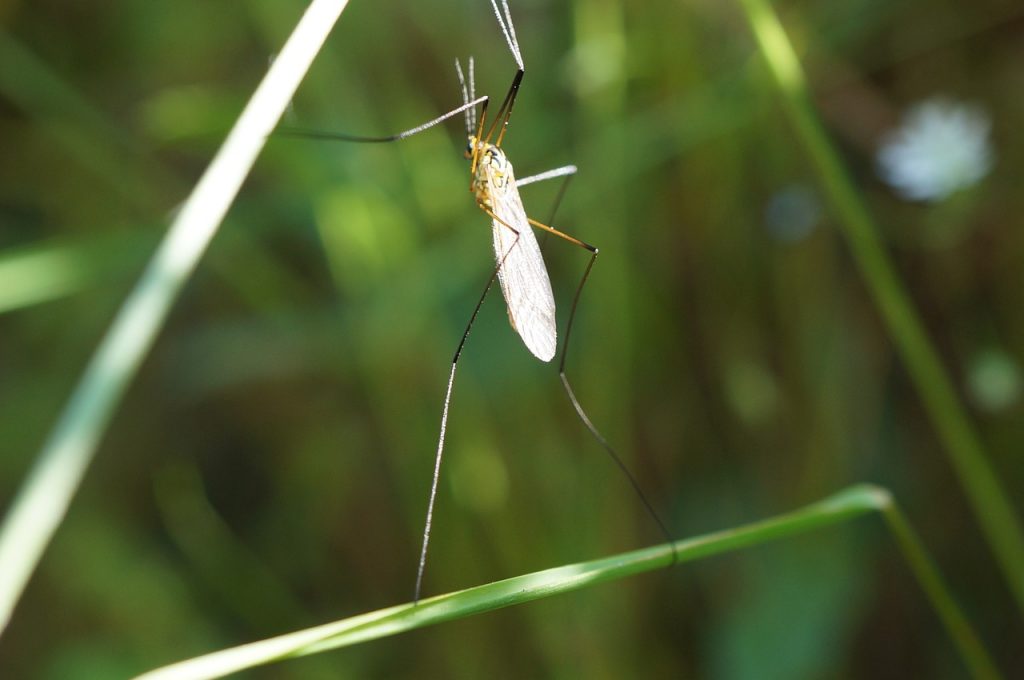 bug-881962_1280