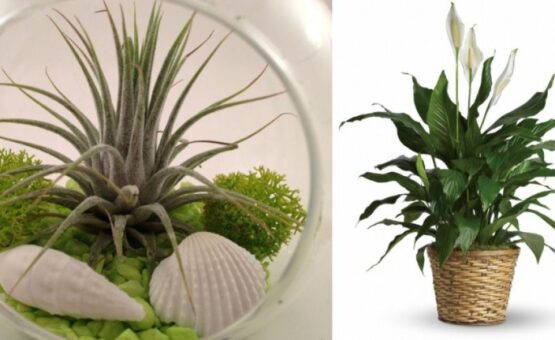 Scapa de umiditatea in exces cu aceste 5 plante superbe de interior!