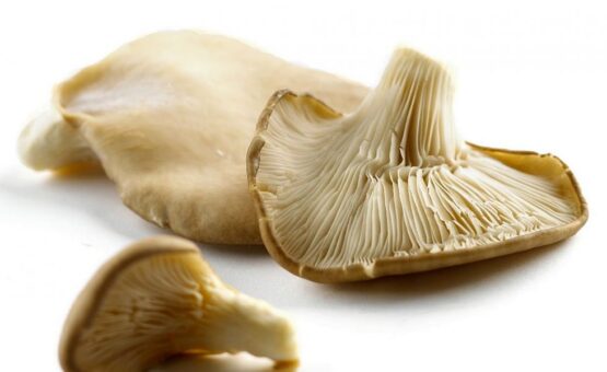 Cum sa faci bani la tara, dintr-o ferma de ciuperci Pleurotus