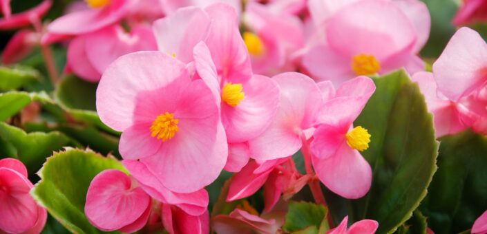 Begonia. Totul despre îngrijirea ei