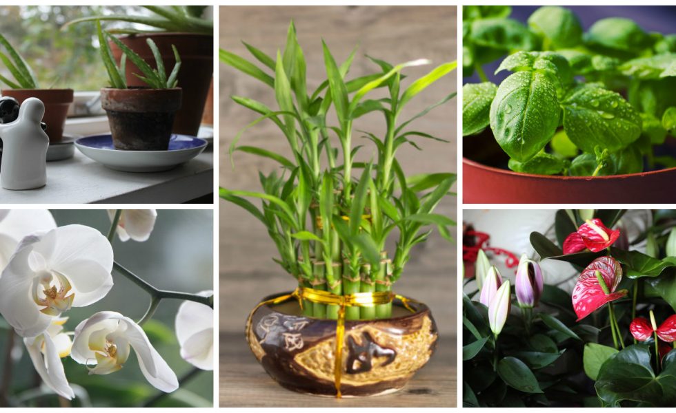 7 plante care te fac sa te simti mai bine si aduc armonie in casa