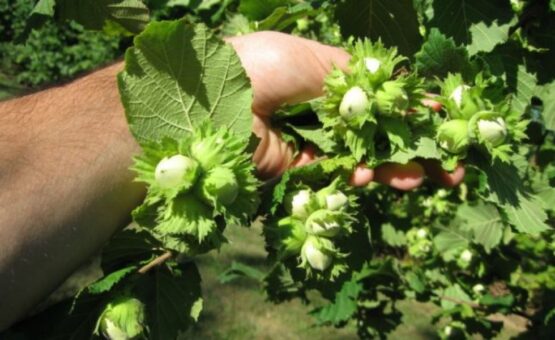 Cat costa sa infiintezi o plantatie de aluni si ce profit poti avea