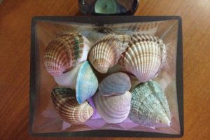 scoici decor
