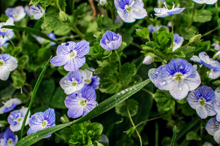 veronica albastra plante perene
