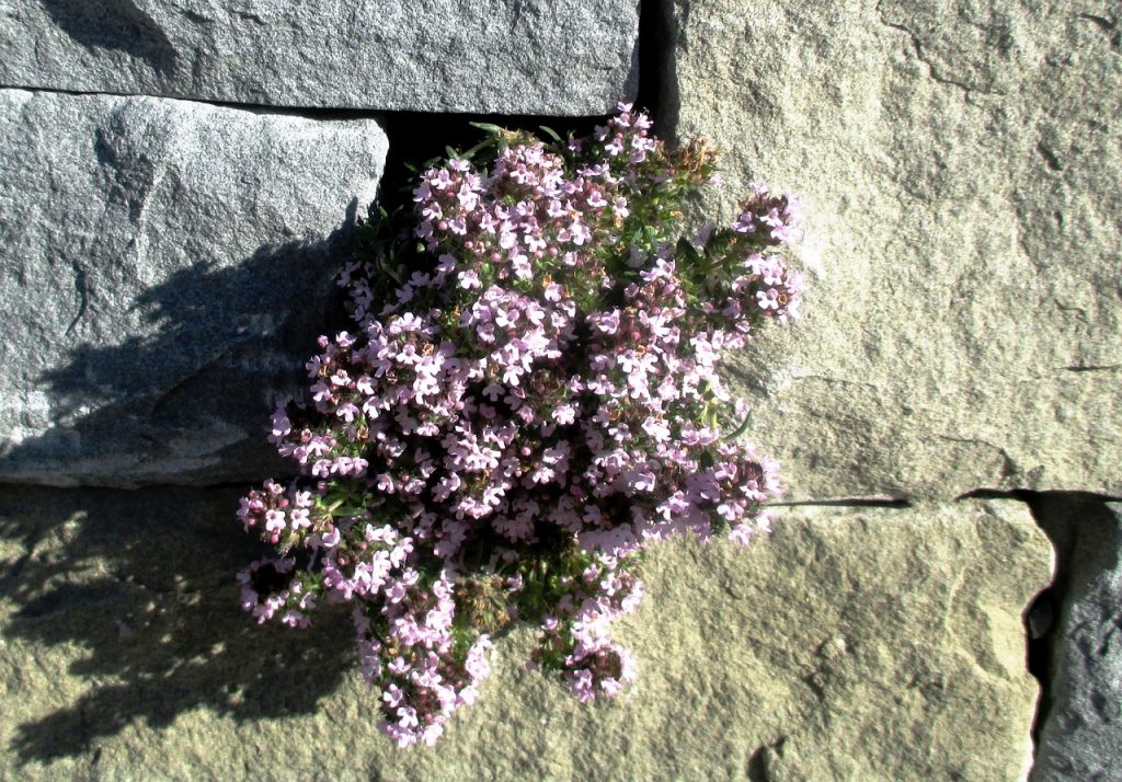 Auberieta