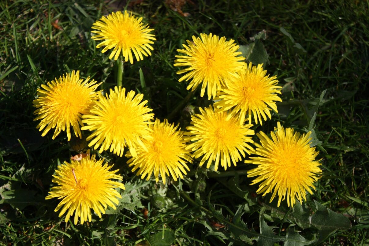 Ce este papadia? Floare de primavara sau buruiana?