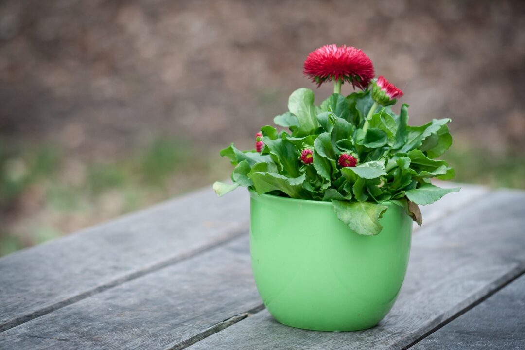 Cele mai bune ingrasaminte naturale pentru plantele din ghiveci
