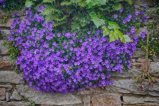 Campanula de gradina, bucuria din curtea casei