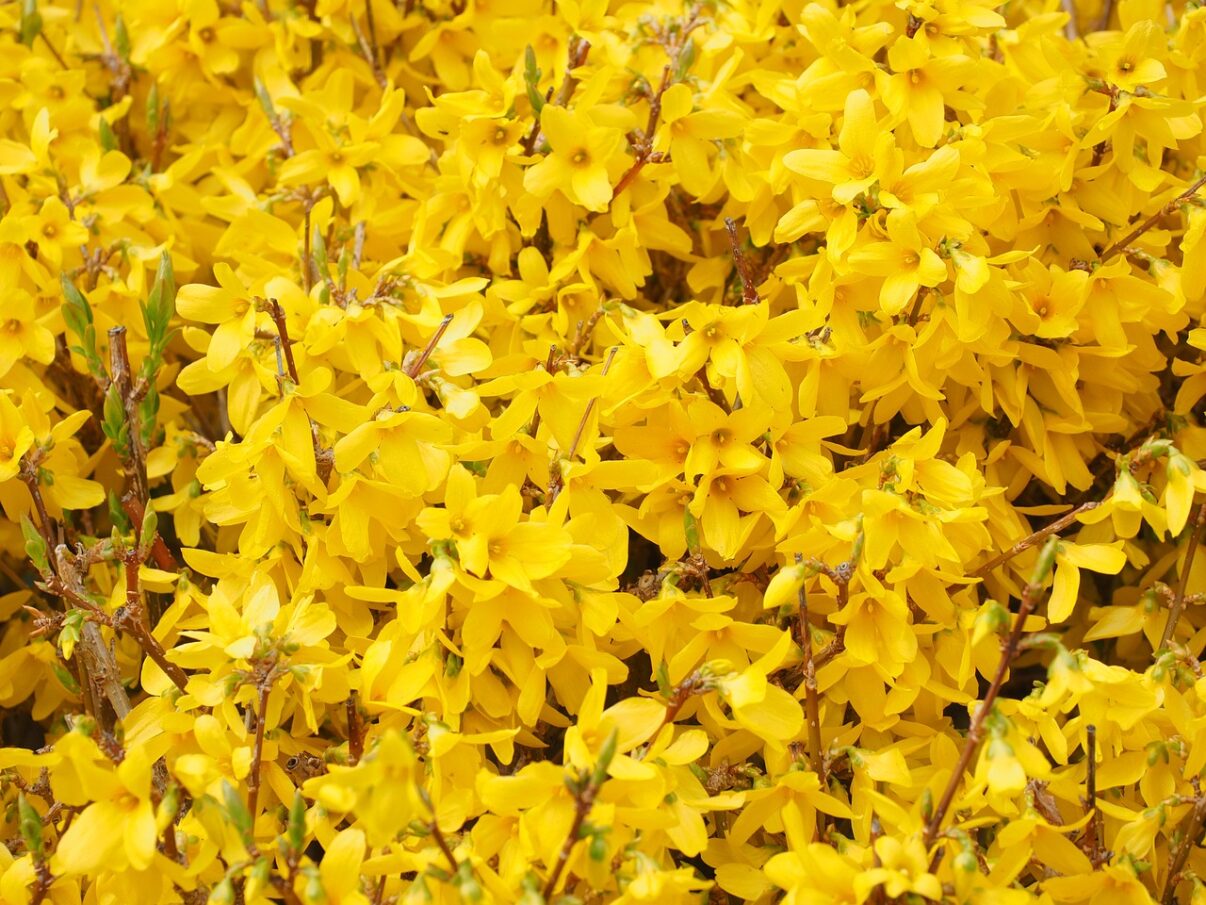 Ce nu stiai despre forsythia, copacul de aur