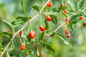 goji